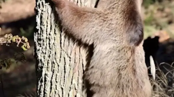 از خرس قهوه ای تا خارپشت دریایی