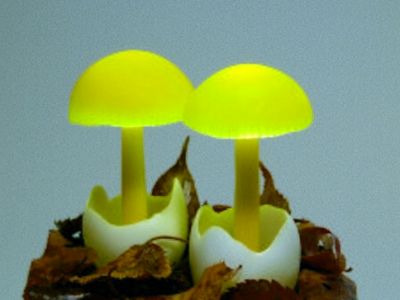 خلاقیت مشاغل / ابتکار بامزه در طراحی آباژور رومیزی به شکل قارچ‌ جنگلی + عکس