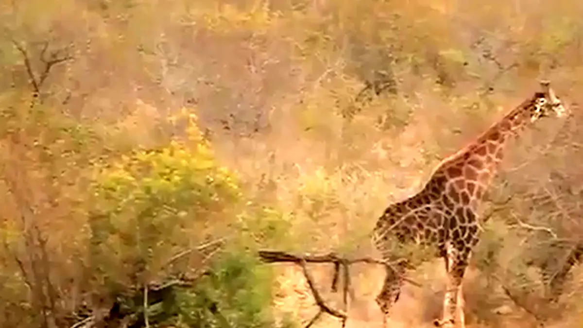 فیلم دفاع زرافه در برابر شیرها