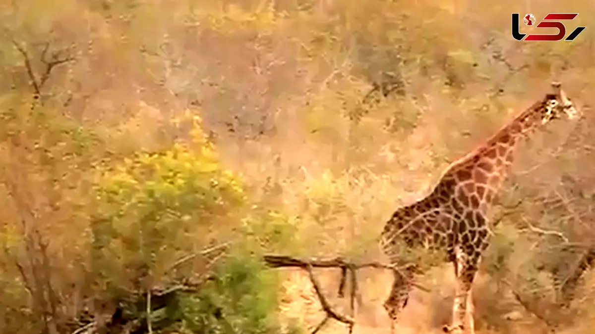 فیلم دفاع زرافه در برابر شیرها