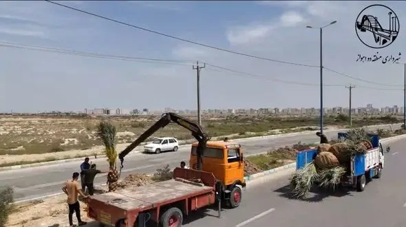 کاشت درختان نخل در بلوار امام رضا(ع) منطقه2 اهواز +فیلم