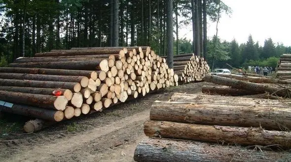 استفاده از پساب کارخانجات برای زراعت چوب/تولیدکنندگان کاغذ در زراعت چوب سرمایه گذاری کنند 