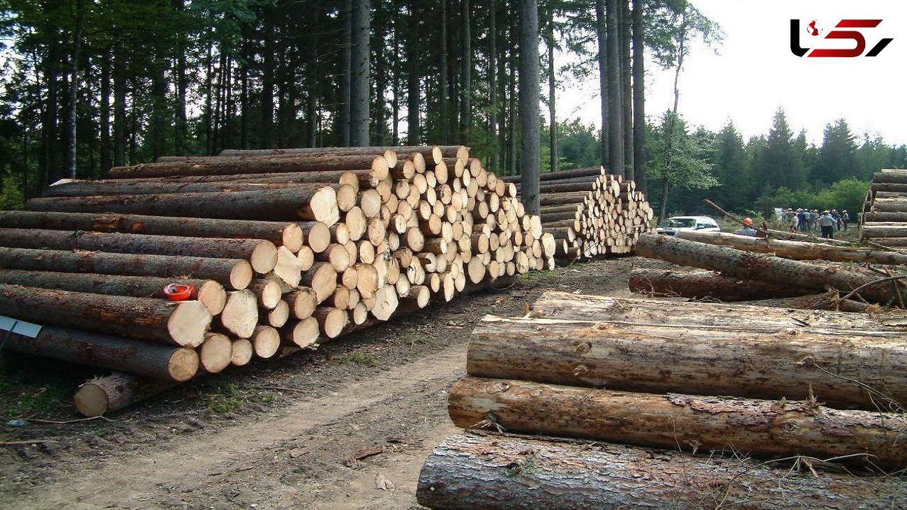 استفاده از پساب کارخانجات برای زراعت چوب/تولیدکنندگان کاغذ در زراعت چوب سرمایه گذاری کنند 