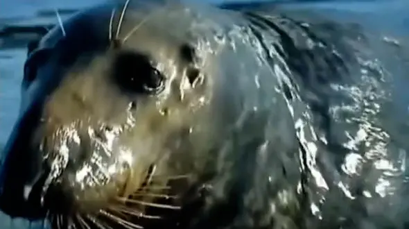 فیلم طبیعت وحشی و نمایش قدرت فک‌ها