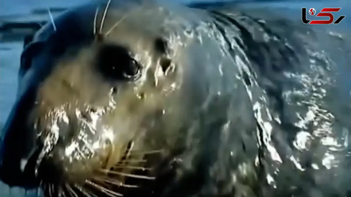 فیلم طبیعت وحشی و نمایش قدرت فک‌ها