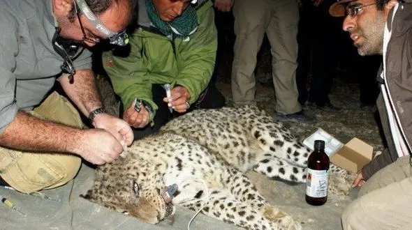 مرگ پلنگ معروف خراسان رضوی ! / او لاغر و زخمی بود + آخرین عکس