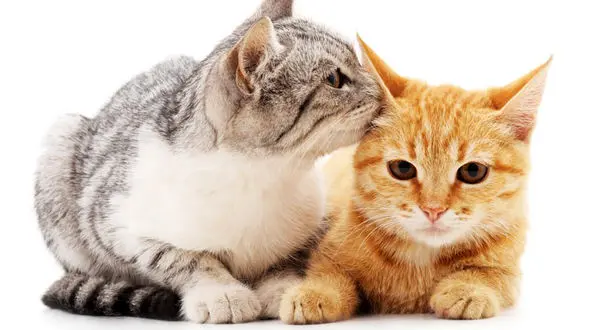 نخستین حیوانات خانگی مبتلا به کروناویروس را بشناسید + فیلم