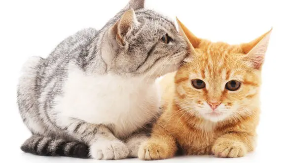 نخستین حیوانات خانگی مبتلا به کروناویروس را بشناسید + فیلم