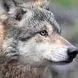 فیلم دلهره آور از ورود گرگ وحشی به خانه ای در مشکین شهر / زنگ آتش نشانی به صدا در آمد
