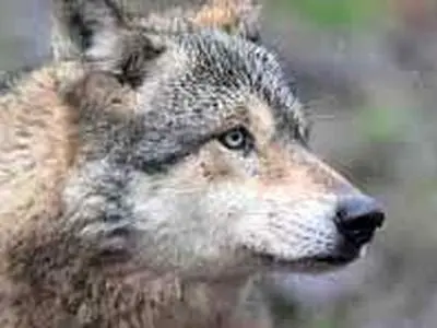 فیلم دلهره آور از ورود گرگ وحشی به خانه ای در مشکین شهر / زنگ آتش نشانی به صدا در آمد