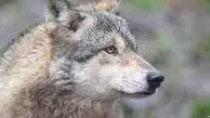 فیلم دلهره آور از ورود گرگ وحشی به خانه ای در مشکین شهر / زنگ آتش نشانی به صدا در آمد