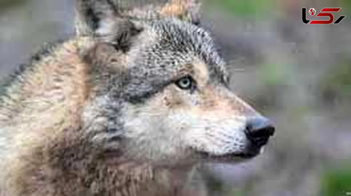 کشف استخوان گرگ پرده از تعامل انسان و گرگ برداشت