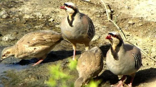 رها سازی دو قطعه کبک کوهی توسط پدر و پسر دزپارتی پس از هفت ماه مراقبت / کبک ها را با بال های چیده از یک سوداگر خریدم+ فیلم
