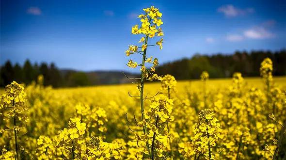 مطالبات کلزاکاران به زودی پرداخت می‌ شود