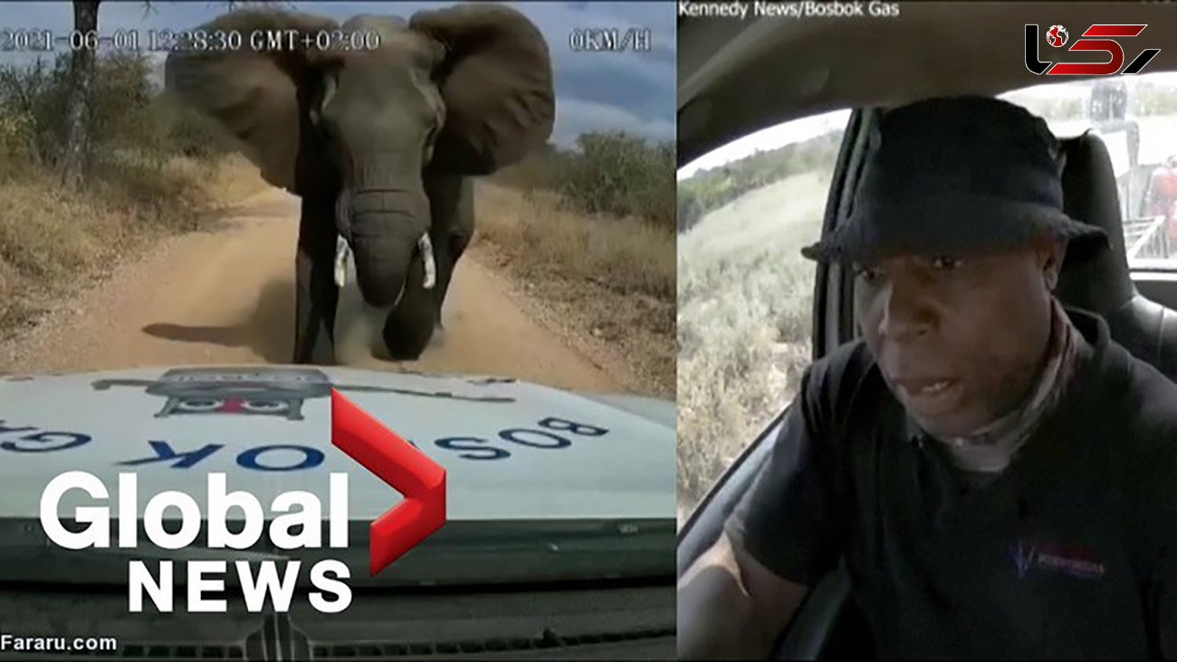 فیل خشمگین خودرو را له کرد + فیلم 