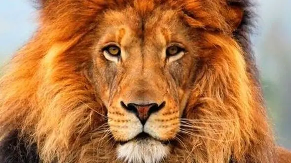 دو چهره از حیات وحش