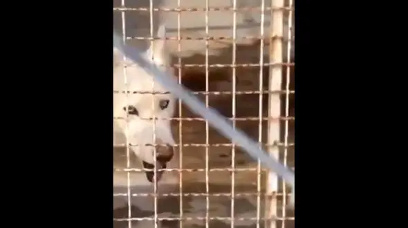 پاسخ سازمان محیط زیست در خصوص وضعیت باغ وحش شهر گراش در فارس