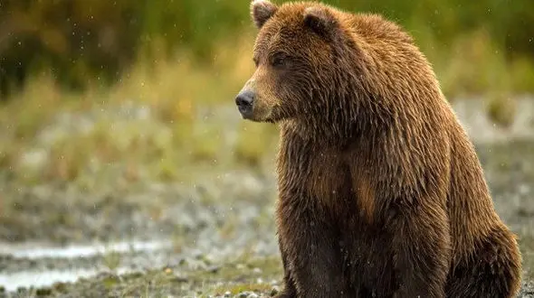  خرس قهوه ای مرد مرودشتی را تکه تکه کرد !