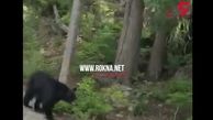 حمله خرس وحشی به زن جوان بخاطر یک سلفی+ فیلم