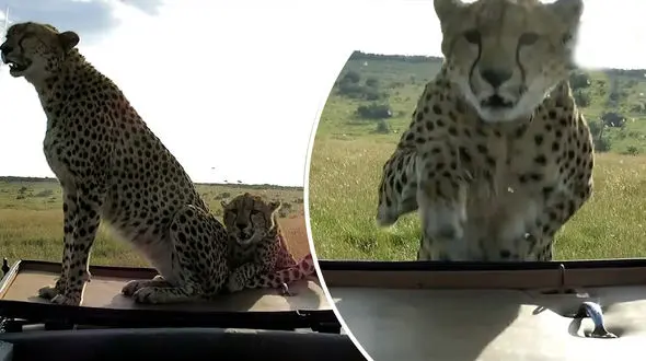 کمین کردن یوزپلنگ ها روی سقف خودرو + فیلم