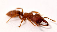 سریع‌ترین حیوان روی زمین مورچه دراکولا است