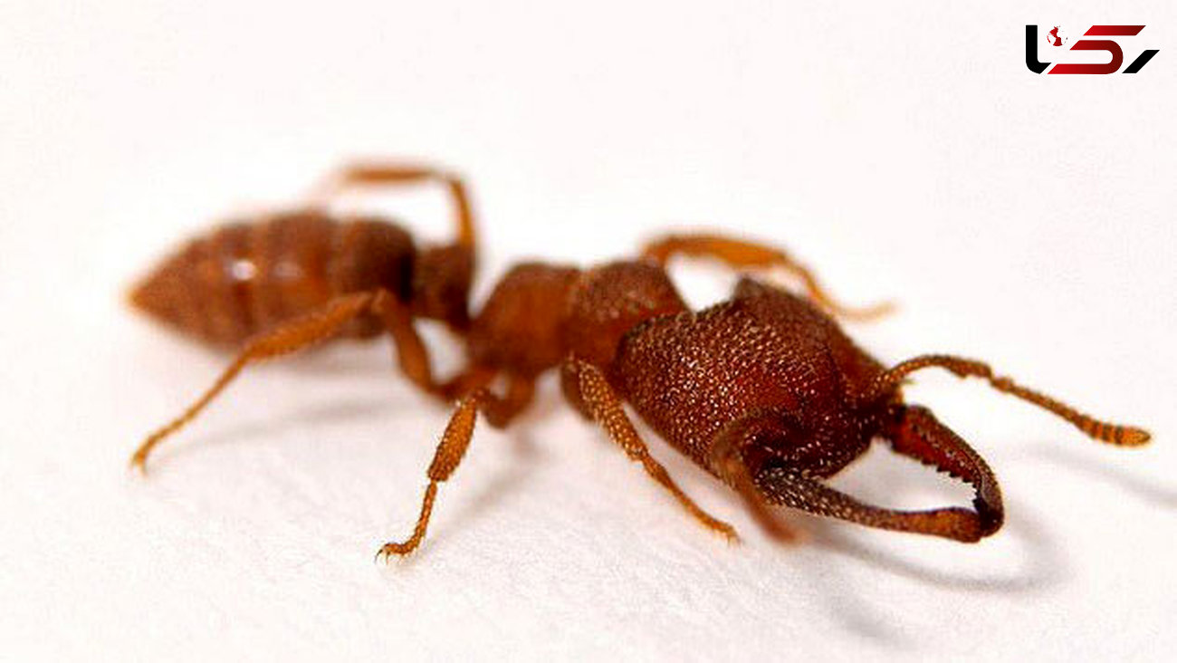 سریع‌ترین حیوان روی زمین مورچه دراکولا است