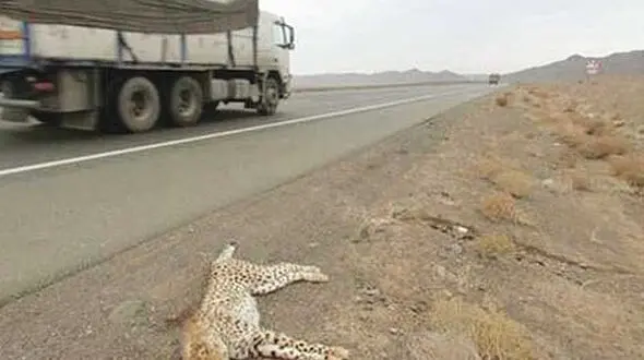 جاده ها را برای یوزپلنگ ها  ایمن کنید /  سرعت لاک پشتی  برای حفظ شاهکار خلقت !