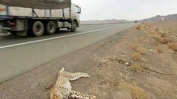 جاده ها را برای یوزپلنگ ها  ایمن کنید /  سرعت لاک پشتی  برای حفظ شاهکار خلقت !