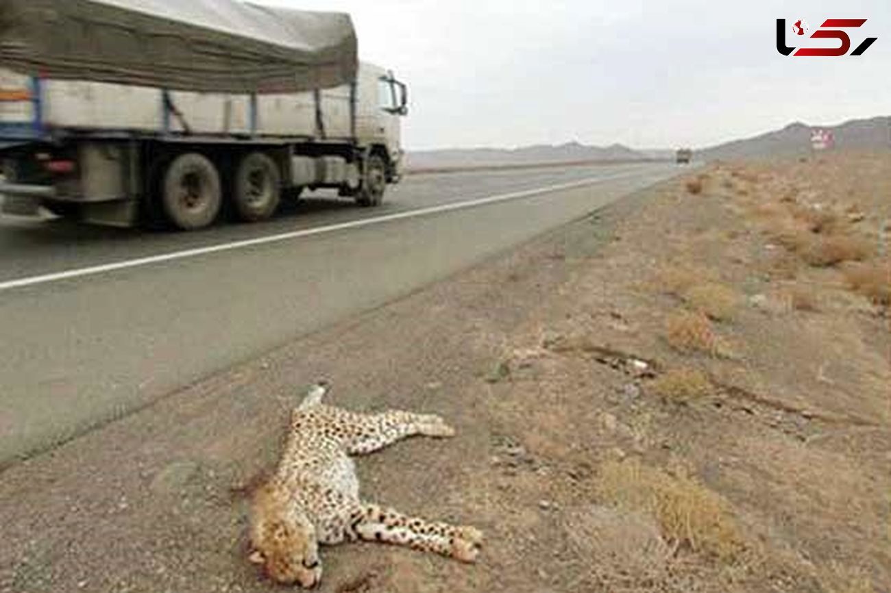 جاده ها را برای یوزپلنگ ها  ایمن کنید /  سرعت لاک پشتی  برای حفظ شاهکار خلقت !