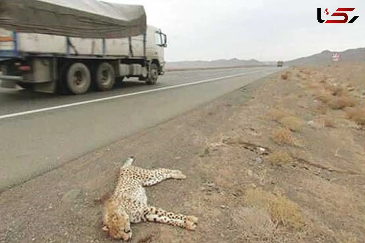 جاده ها را برای یوزپلنگ ها  ایمن کنید /  سرعت لاک پشتی  برای حفظ شاهکار خلقت !