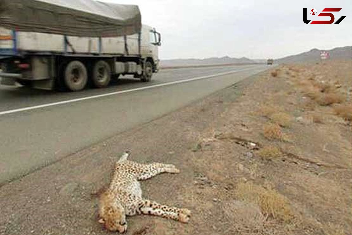 جاده ها را برای یوزپلنگ ها  ایمن کنید /  سرعت لاک پشتی  برای حفظ شاهکار خلقت !