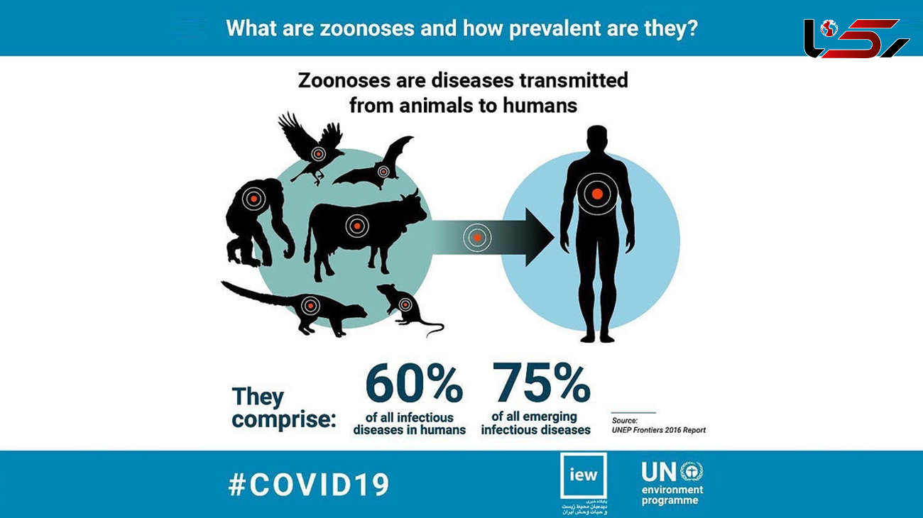 کروناویروس‌ها  بین انسان و حیوان مشترک هستند