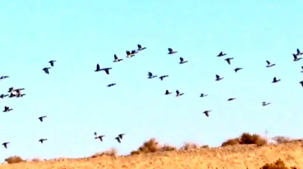 فیلم حضور صدها اردک سرسبز در میاندشت