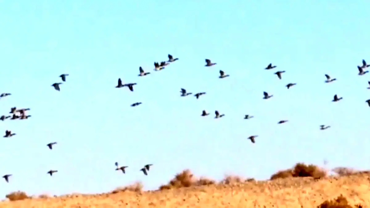 فیلم حضور صدها اردک سرسبز در میاندشت