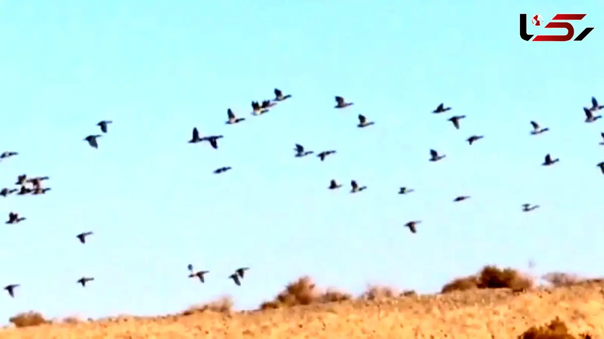 فیلم حضور صدها اردک سرسبز در میاندشت