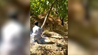  فیلم لحظه اجرای حکم قضایی برای قطع درختان گردو در خوانسار