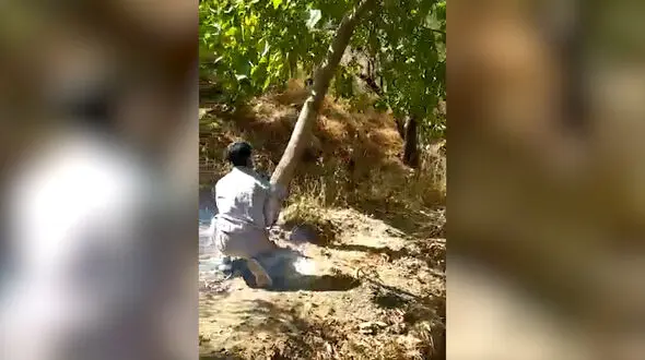اختلاف بین دو برادر به قطع درختان گردو در خوانسار ختم شد