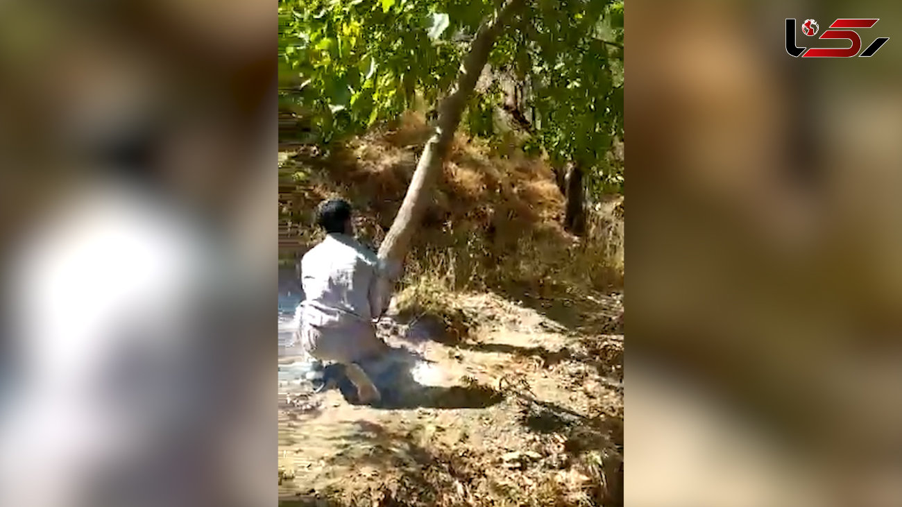  فیلم لحظه اجرای حکم قضایی برای قطع درختان گردو در خوانسار