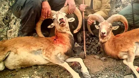 دستگیری شکارچی حیوانات خاص در تهران+عکس
