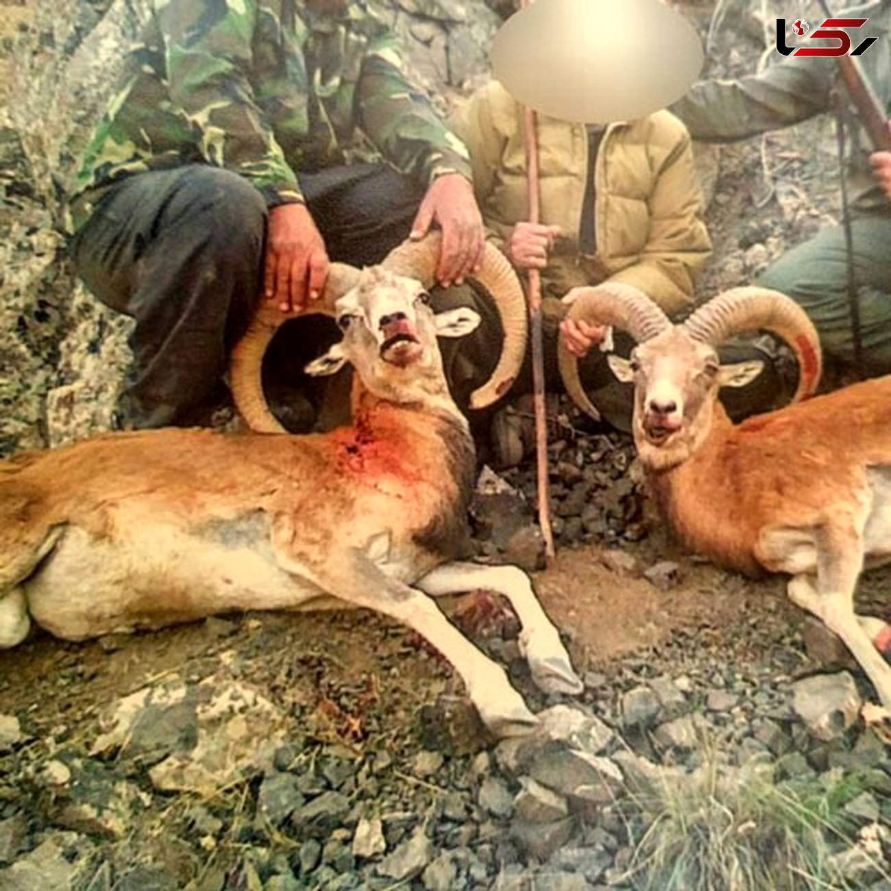 دستگیری شکارچی حیوانات خاص در تهران+عکس

