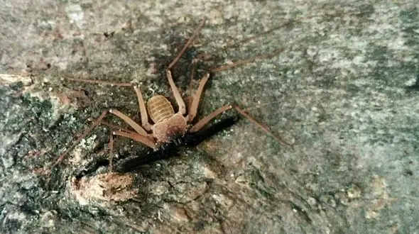 ردپای عنکبوت شلاقی پارسی در دزفول + عکس