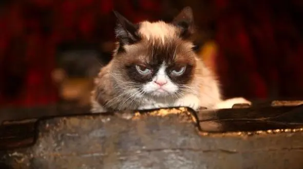 درگذشت گربه اخمو مولتی میلیونر اینستاگرامی + عکس