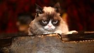 درگذشت گربه اخمو مولتی میلیونر اینستاگرامی + عکس