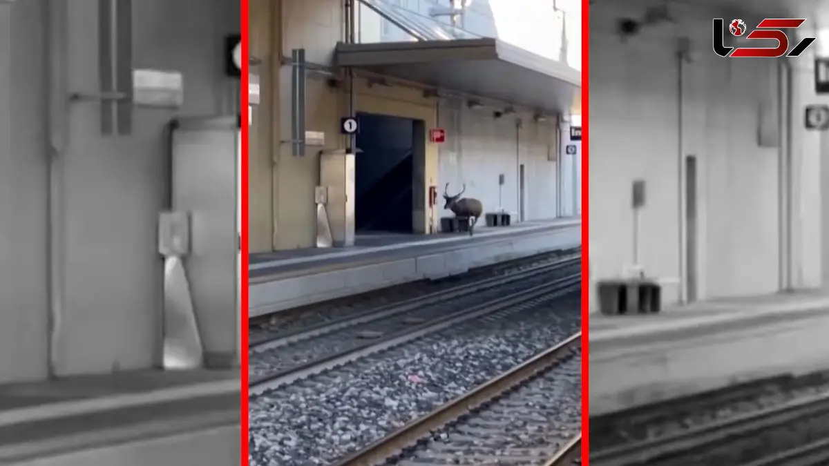 فیلم گوزن وحشت زده در ایستگاه قطار ایتالیا