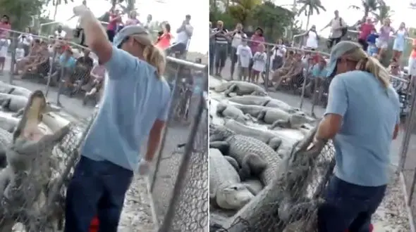  کروکودیل دست مرد جوان را به آرواره گرفت و.... + فیلم