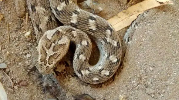 سرنوشت تلخ یک مار کمیاب در باغ مرد ریگانی + عکس 