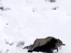 فیلم شکار گوزن توسط گرگ ها