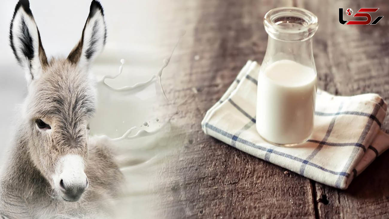 قیمت‌های نجومی شیر الاغ / کیلویی 500 هزار تا 2 میلیون تومان 