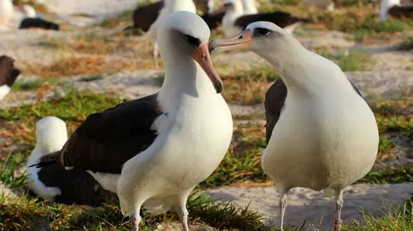 پیرترین مرغ دریایی جهان در 63 سالگی تخم گذاشت