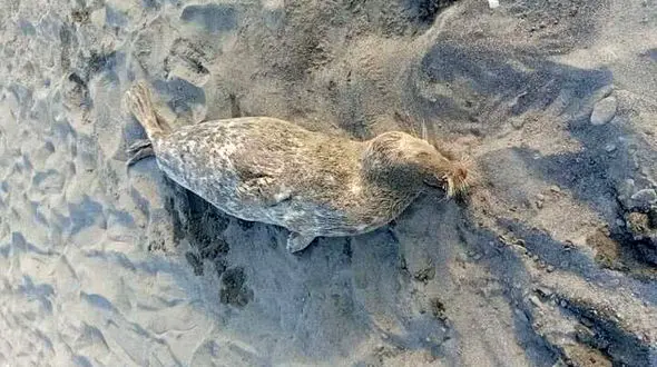 پیدا شدن لاشه یک فک خزری دیگر در سواحل گیلان
